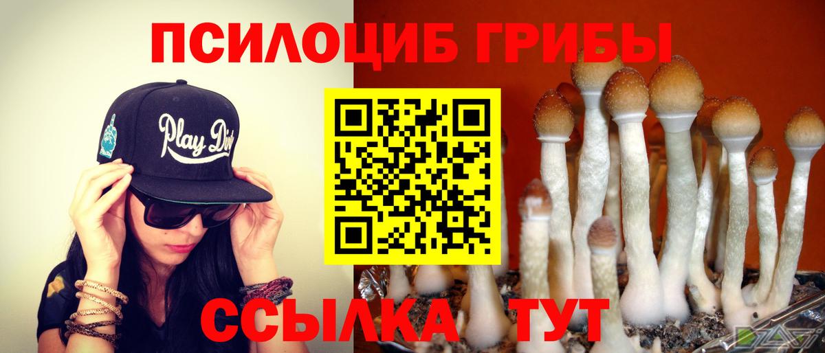 Псилоцибиновые грибы Cubensis Магадан